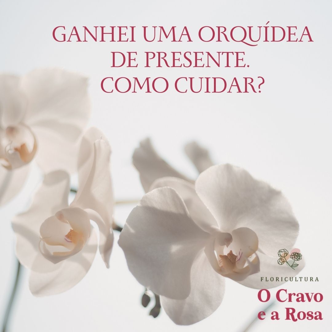 Ganhei uma orquídea de presente. Como cuidar?